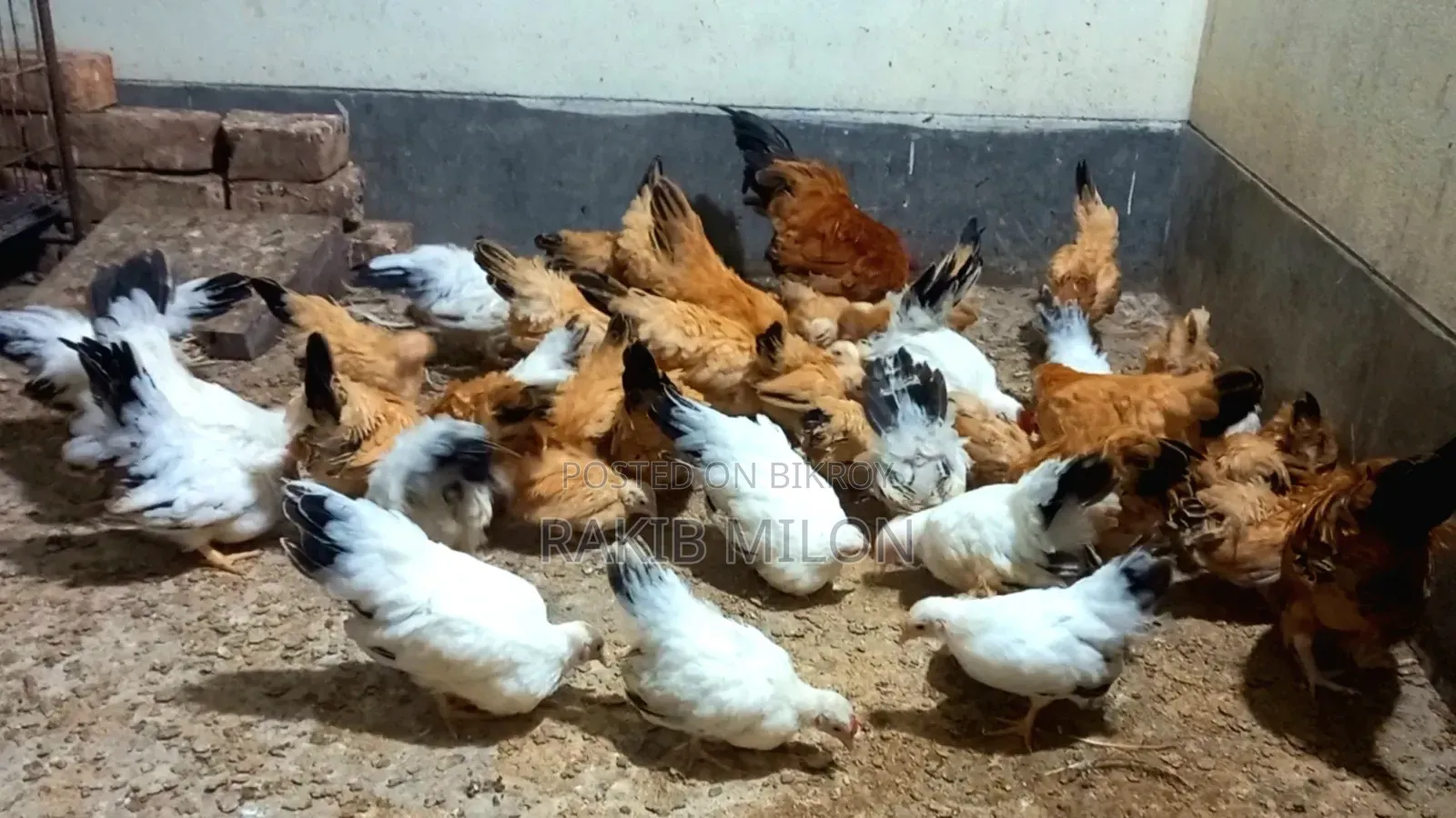 Japanese Bantam Rooster and Hen