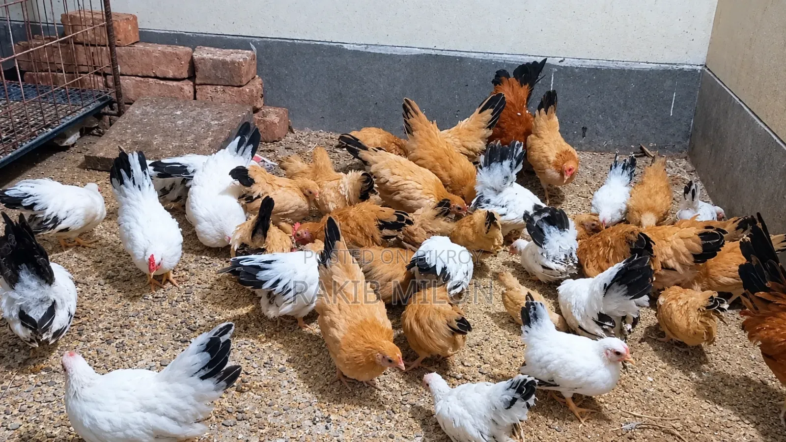 Japanese Bantam Rooster and Hen