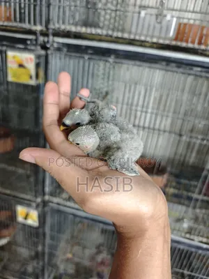 টেম সাইজ লাভবার্ড