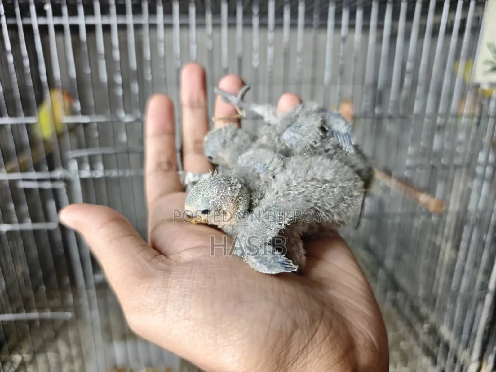 টেম সাইজ লাভবার্ড