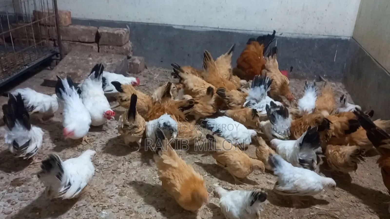 Japanese Bantam Rooster and Hen
