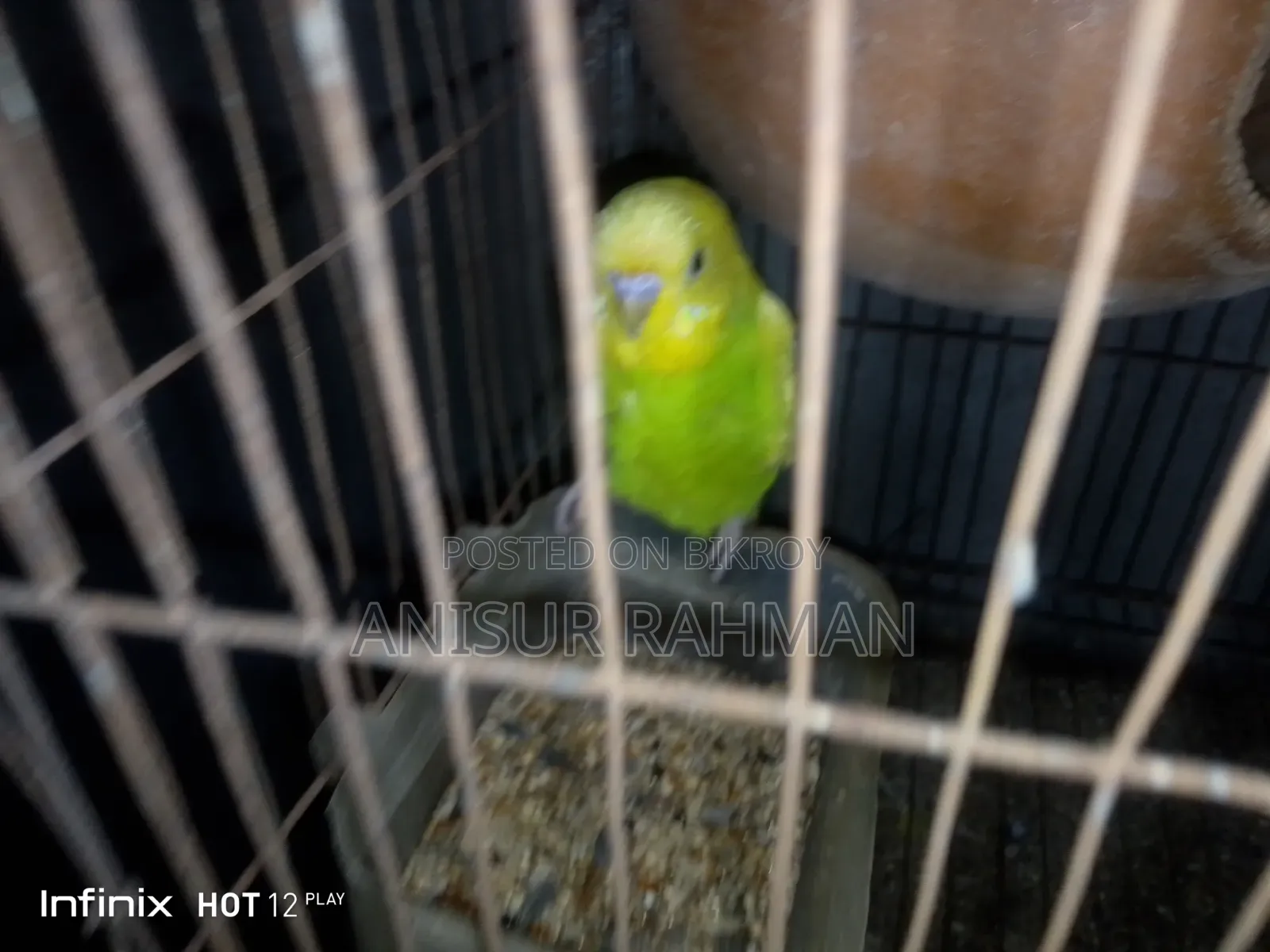 বাজরিগার পাখি