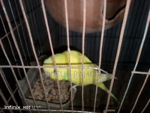 বাজরিগার পাখি