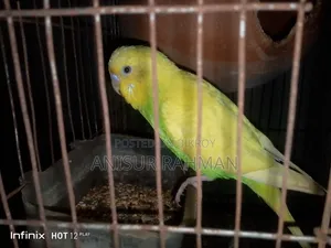 বাজরিগার পাখি