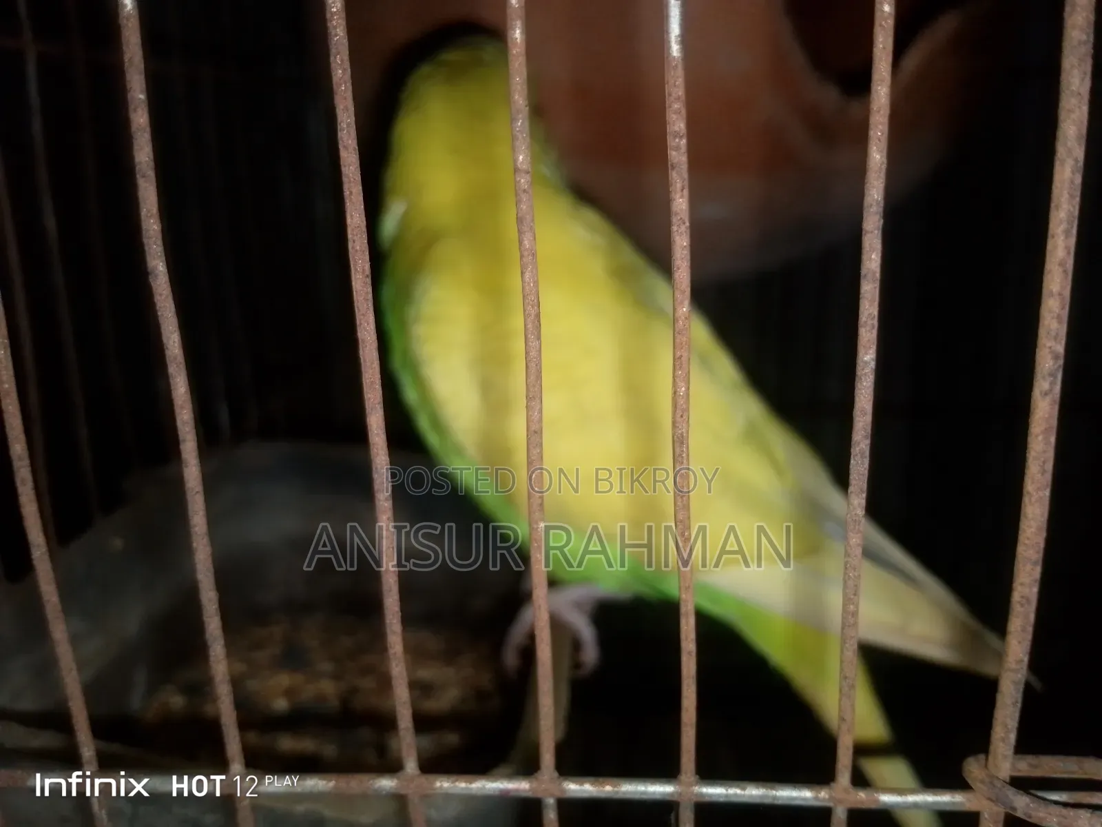 বাজরিগার পাখি