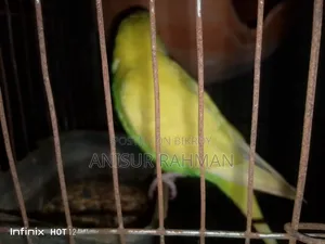 বাজরিগার পাখি