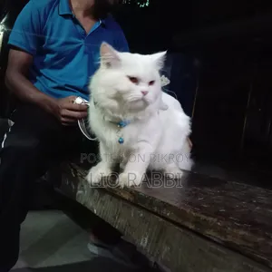 6-12 Months Male Purebred Persian