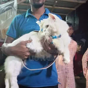 6-12 Months Male Purebred Persian