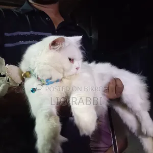 6-12 Months Male Purebred Persian