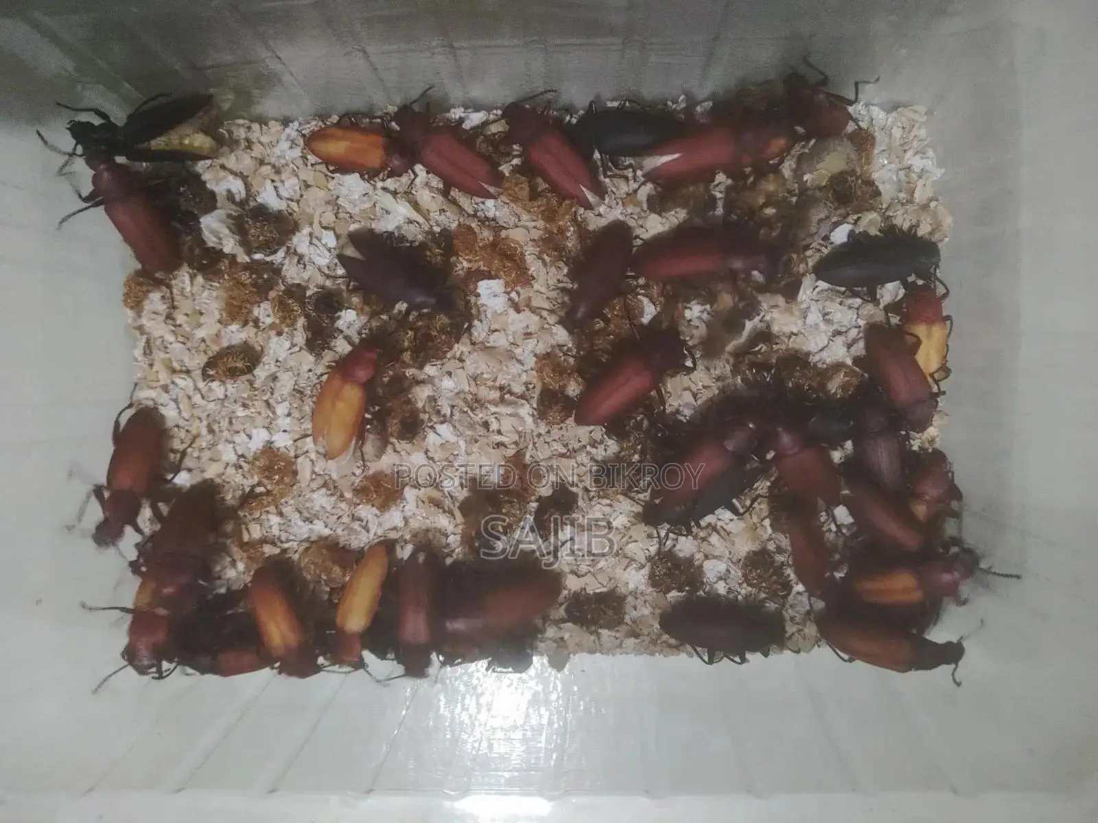 Beetle Bugs