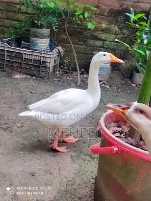 White Swan