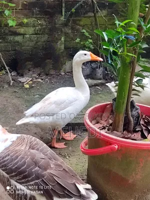 White Swan