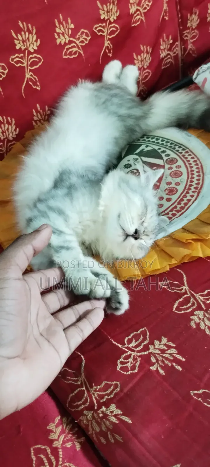 3-6 months Female Purebred Persian
