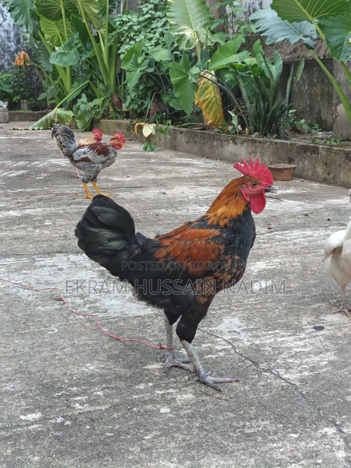 3 Local Roosters