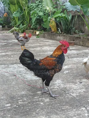 3 Local Roosters
