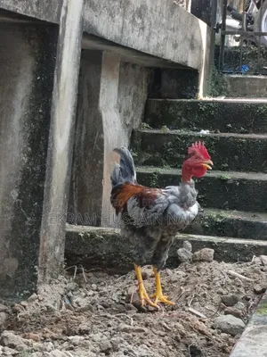3 Local Roosters