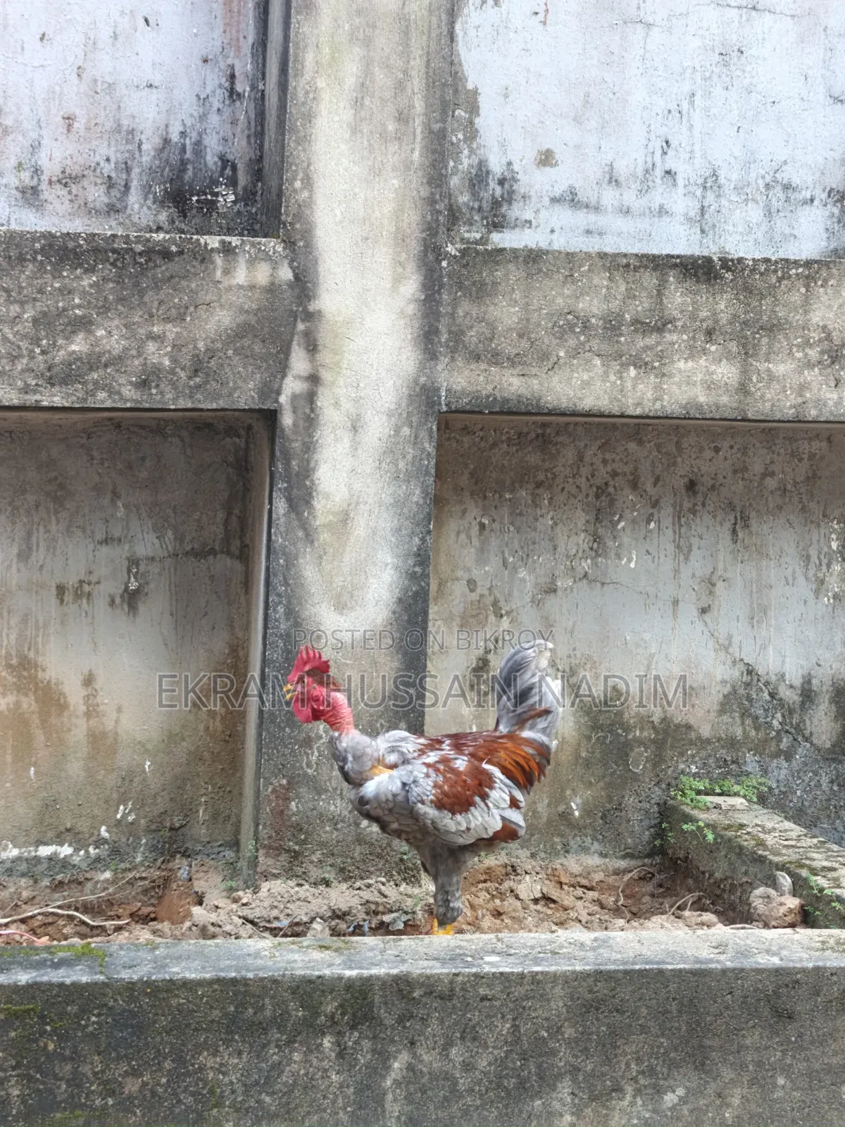 3 Local Roosters