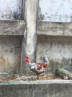 3 Local Roosters