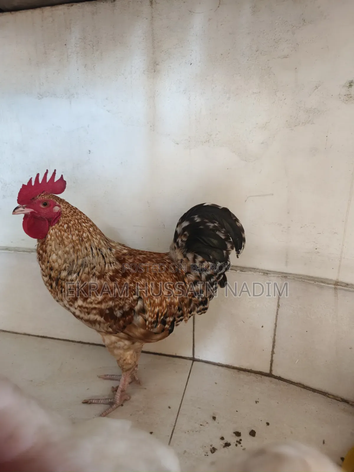3 Local Roosters