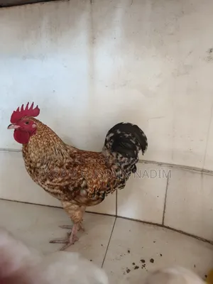 3 Local Roosters