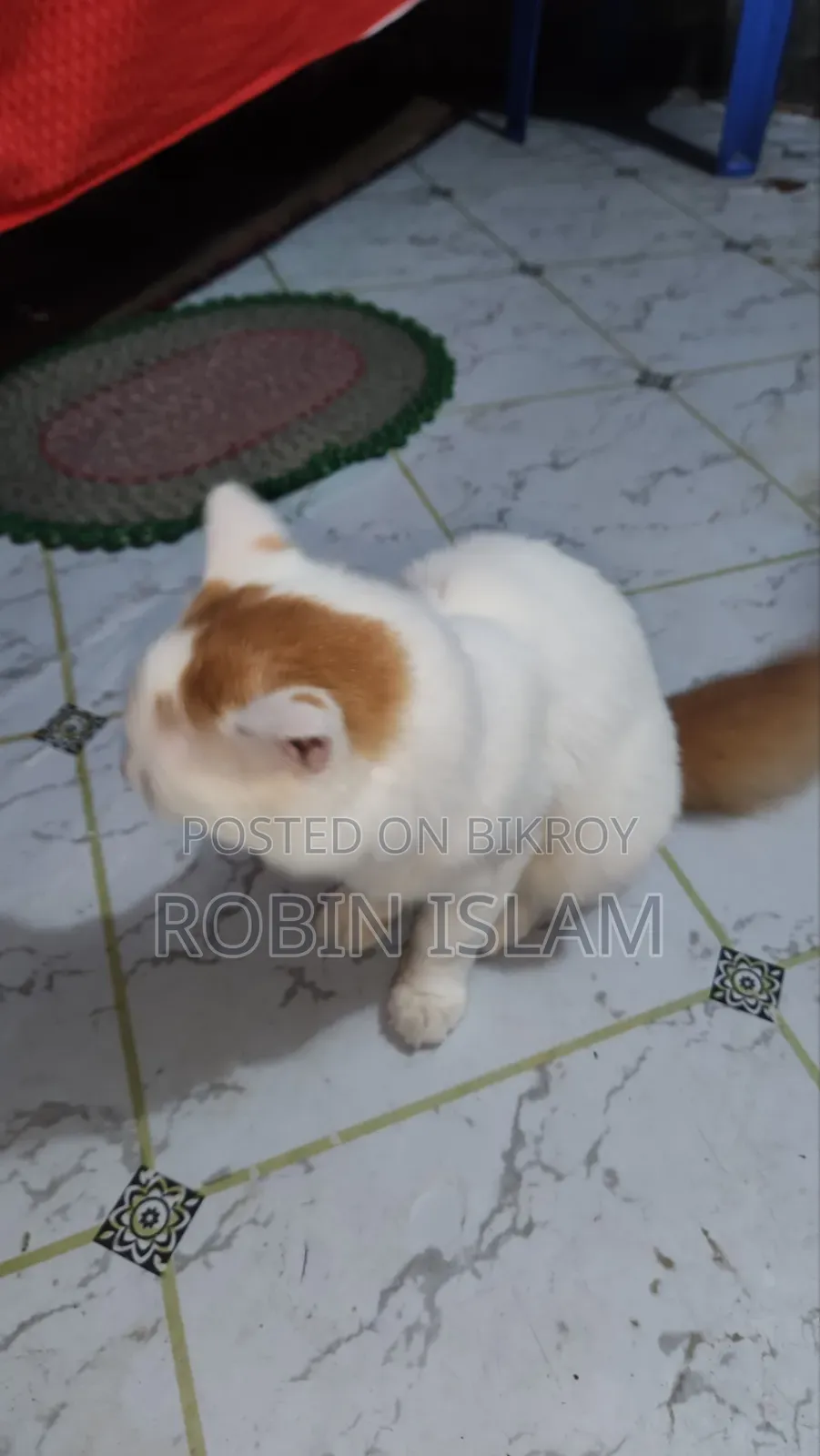 6-12 Months Female Purebred Persian Cat