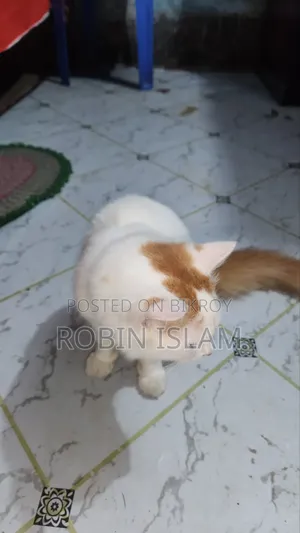 6-12 Months Female Purebred Persian Cat