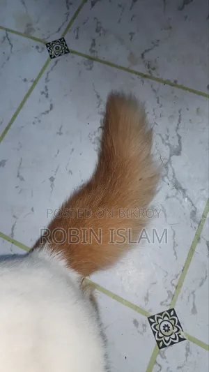 6-12 Months Female Purebred Persian Cat