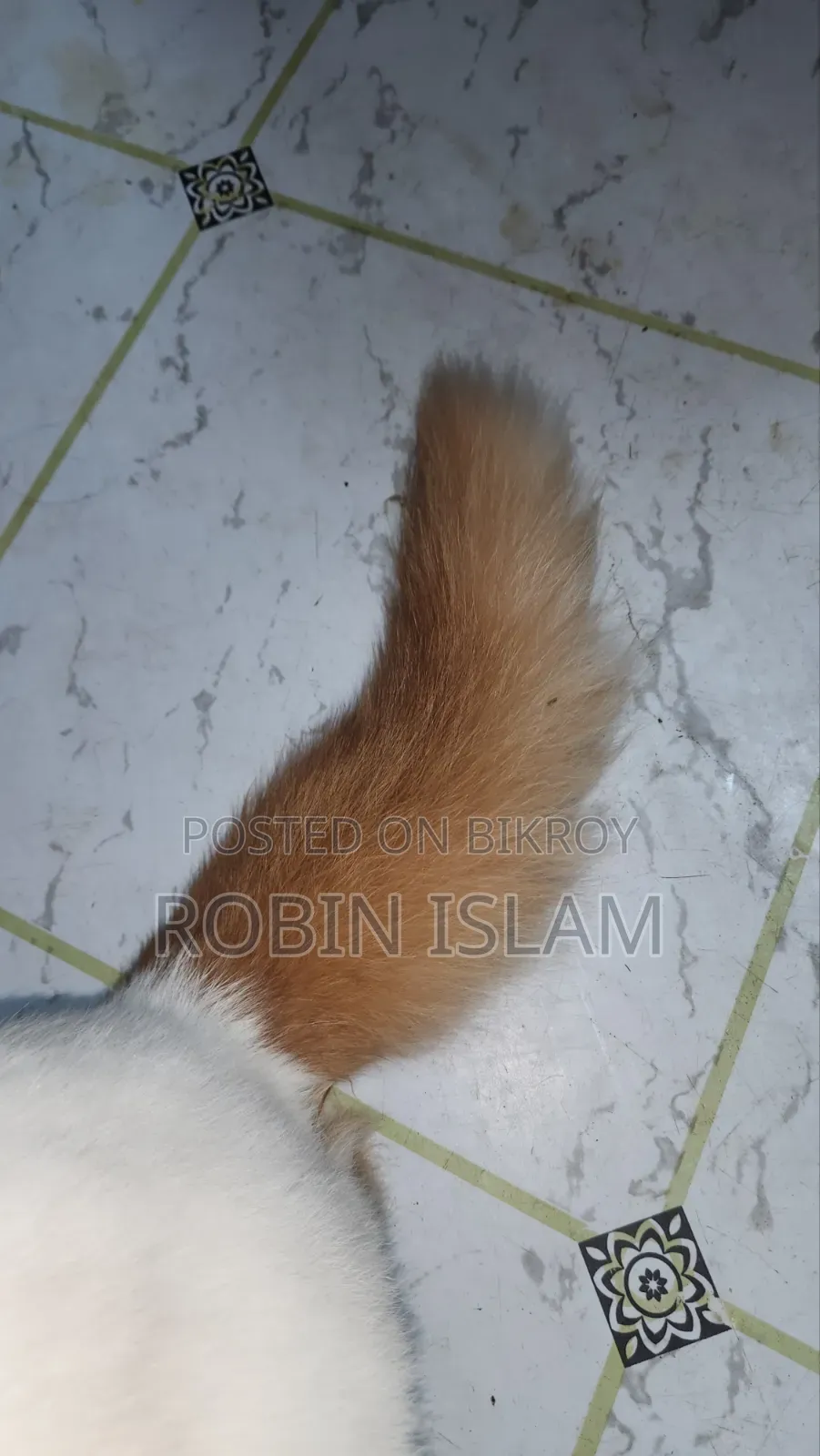 6-12 Months Female Purebred Persian Cat