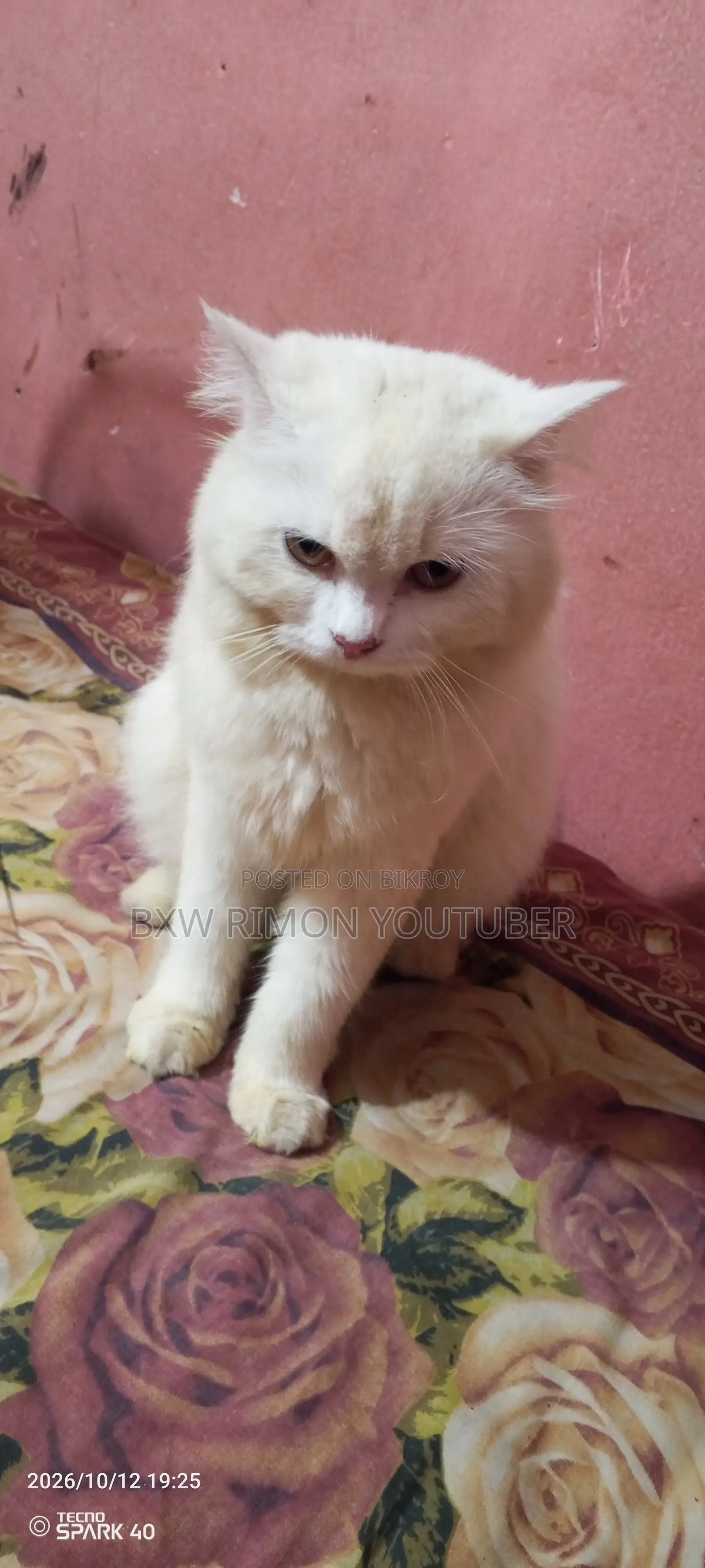 6-12 months Female Purebred Persian