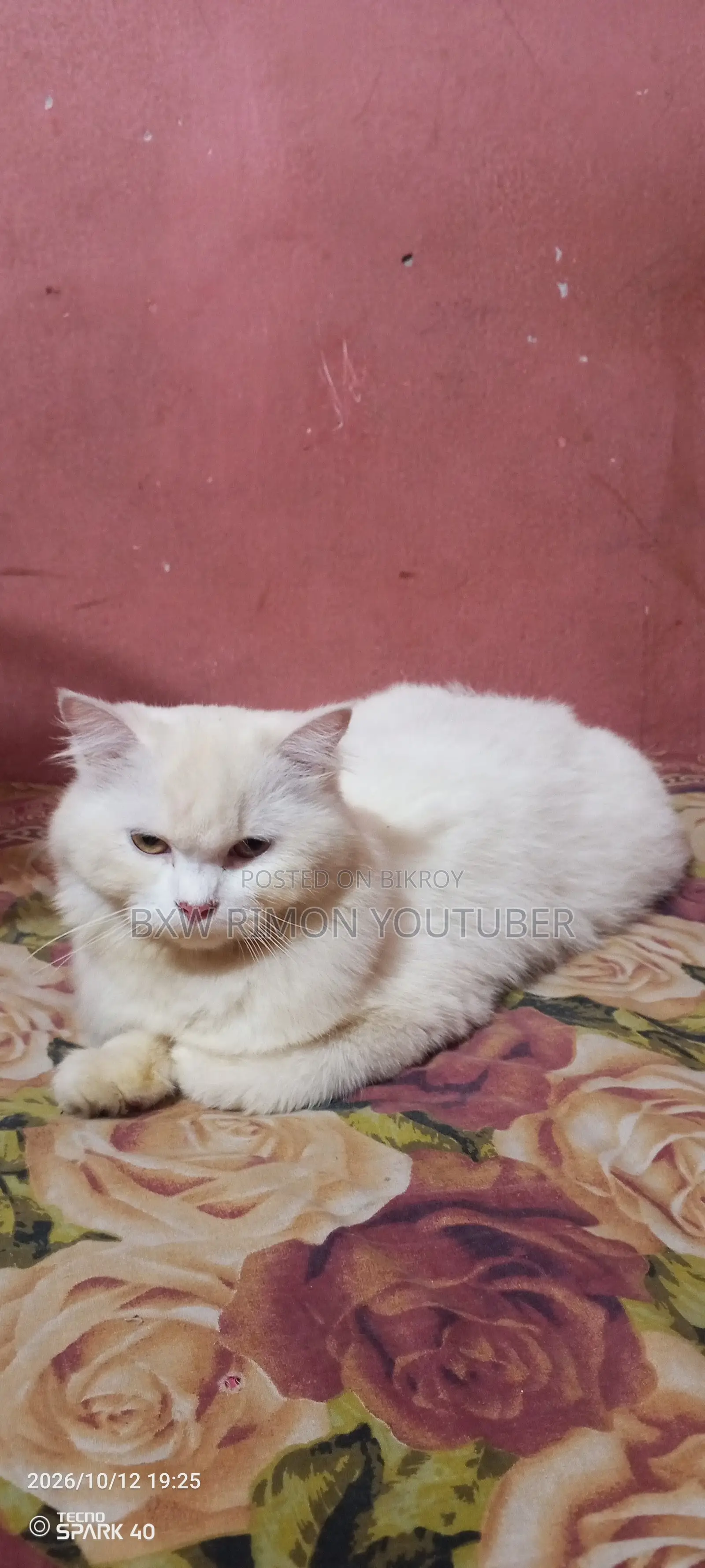 6-12 months Female Purebred Persian
