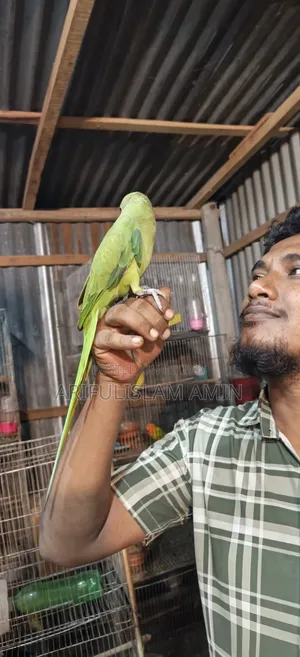 কথা বলা টিয়া পাখি