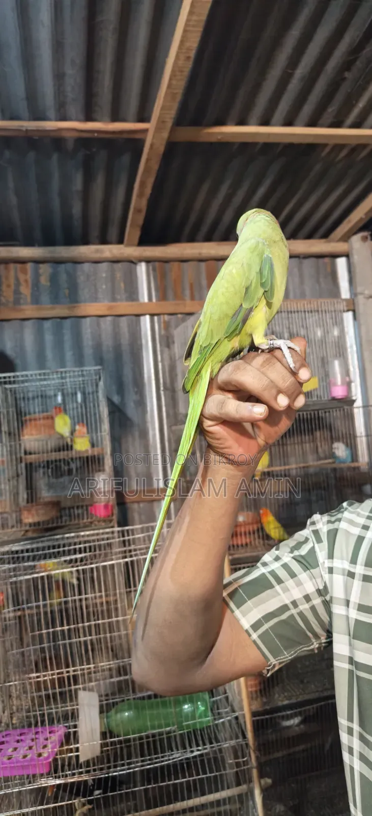 কথা বলা টিয়া পাখি