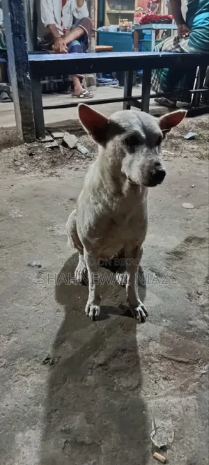 1+ year Male Purebred Alabai