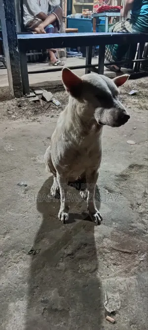 1+ year Male Purebred Alabai