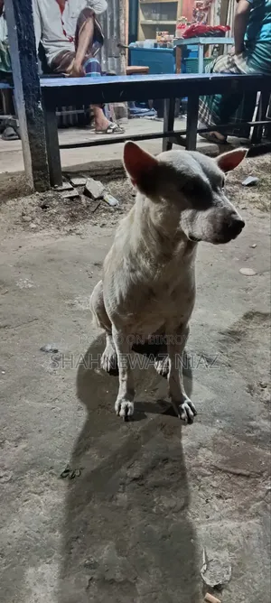 1+ year Male Purebred Alabai