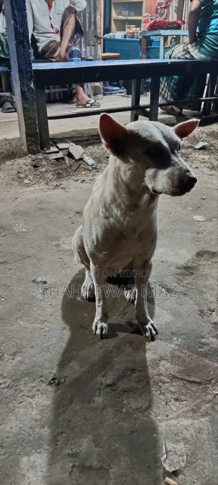 1+ year Male Purebred Alabai