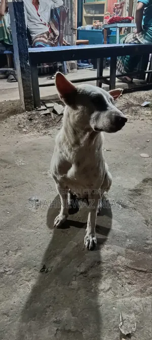 1+ year Male Purebred Alabai