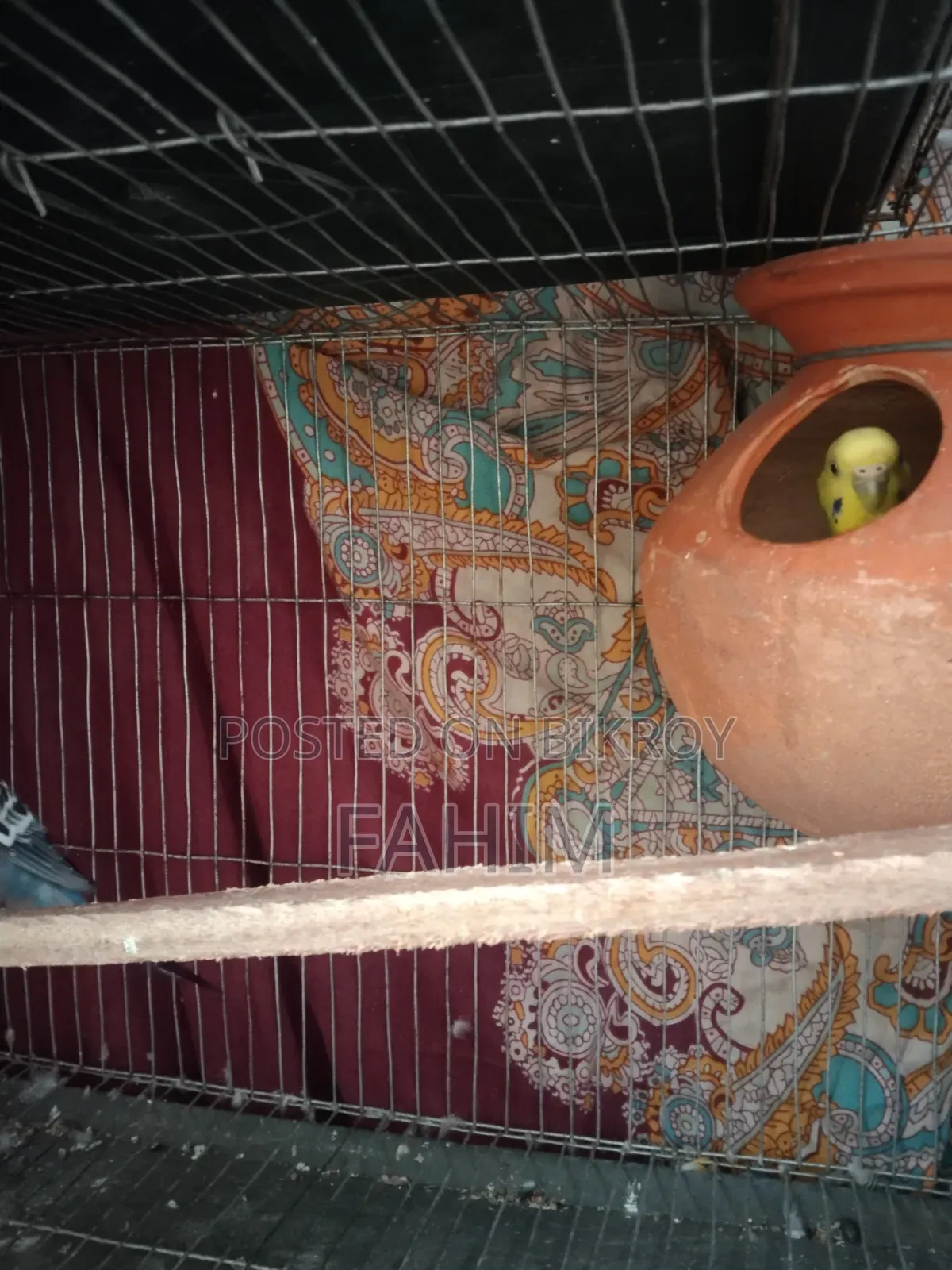 বাজরিগার রানিং জোড়া