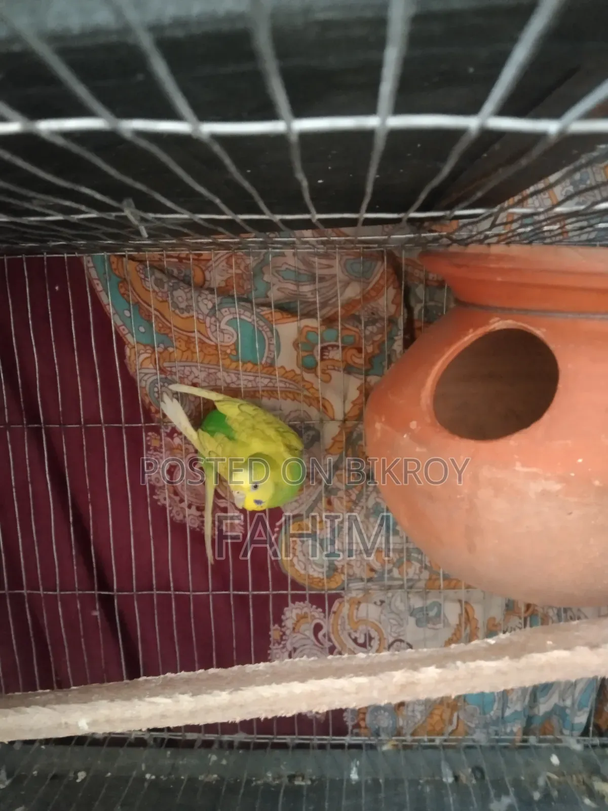 বাজরিগার রানিং জোড়া