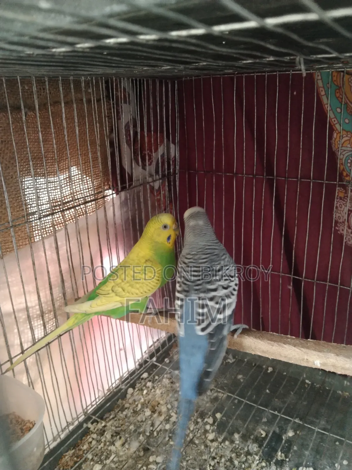 বাজরিগার রানিং জোড়া