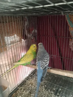 বাজরিগার রানিং জোড়া