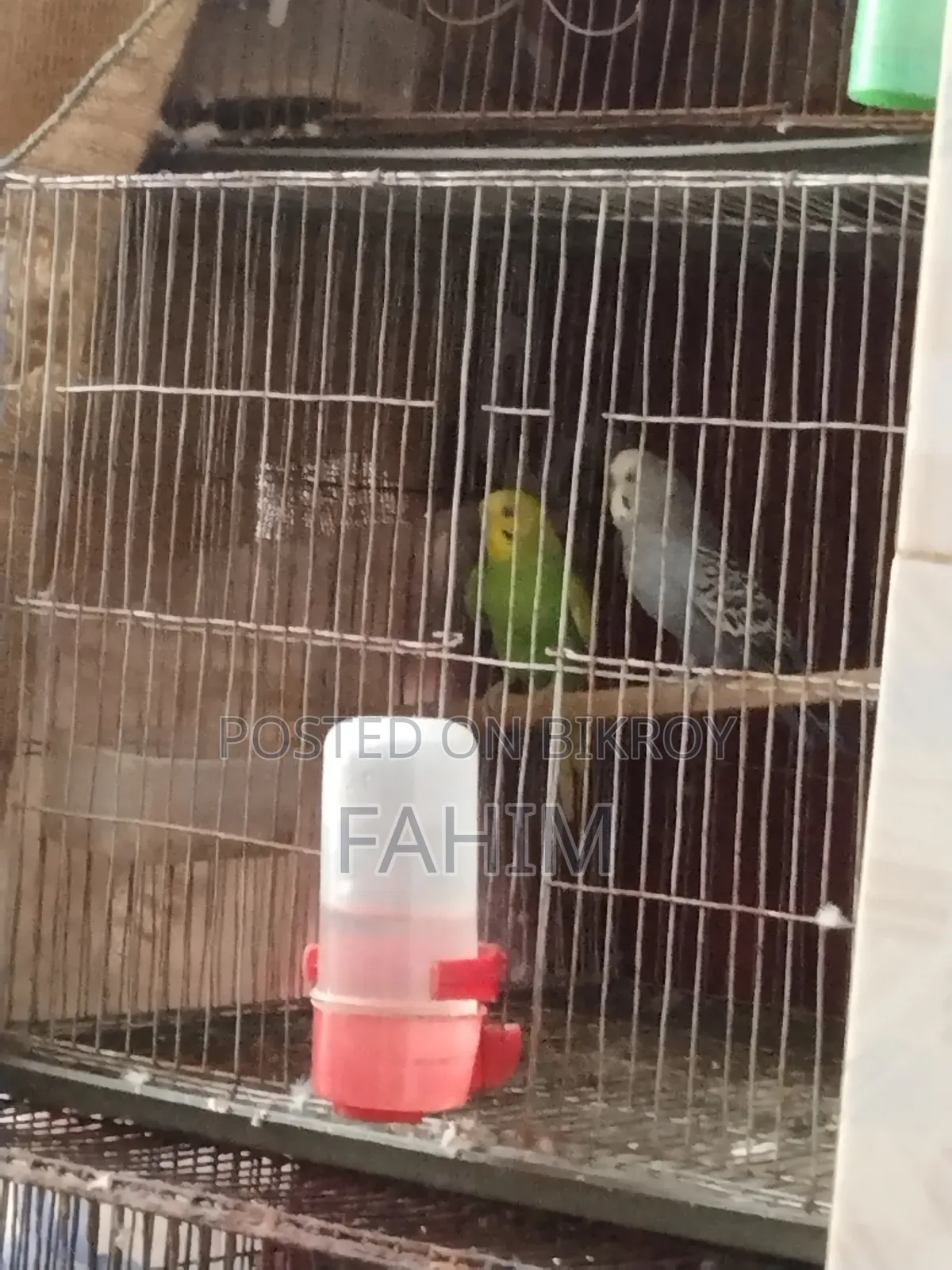 বাজরিগার রানিং জোড়া