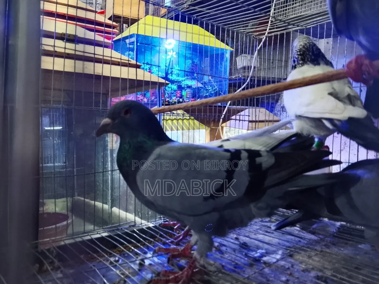 চুইনা কবুতর