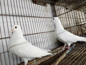চুইনা কবুতর