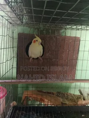 ককাটেল একজোড়া
