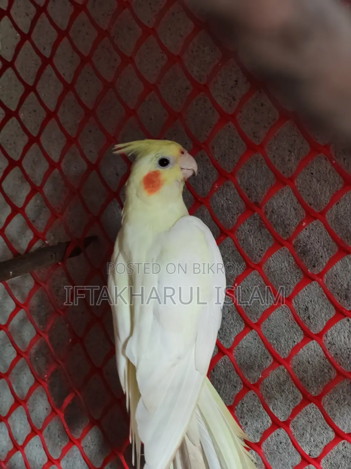 ককটেল ফিমেল বিক্রয়ের জন্য