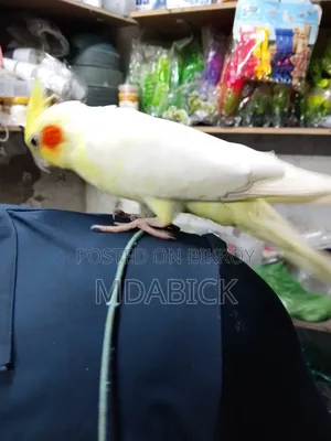 কোকাটেল পাখি