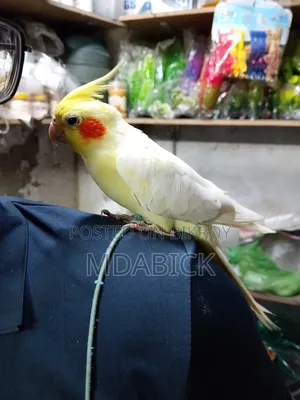কোকাটেল পাখি