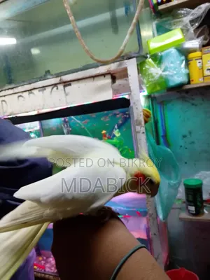 কোকাটেল পাখি