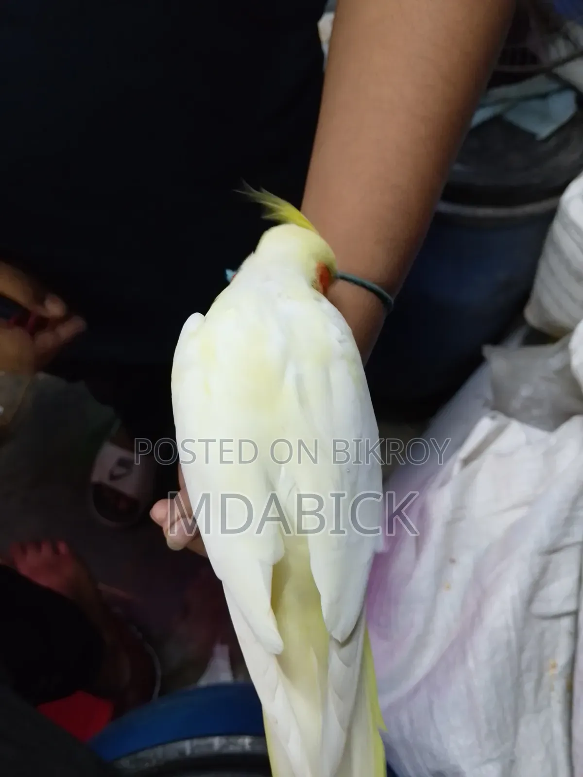 কোকাটেল পাখি